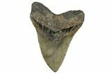Fossil Megalodon Tooth - North Carolina #351728-2